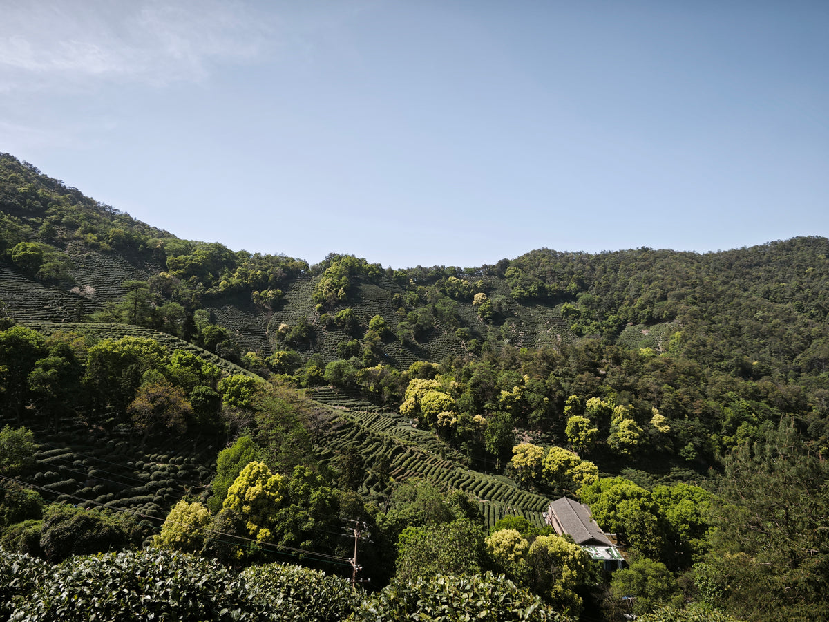 Original scene photograph of terraced hills